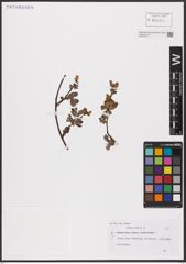 Foto von Salix aurita L.